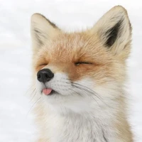 Tg mê cáo🦊