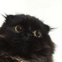 Bi đen