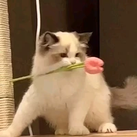 Đái sỳ nè