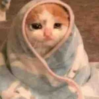 Bé mèo cưng của sov