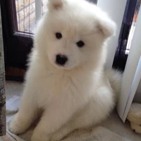 dog bún