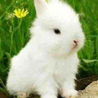 Thỏ con 