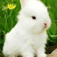 • bạch tuyết •