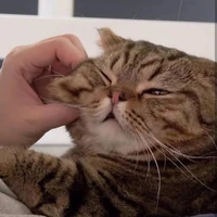 Tác Giả • Yeong