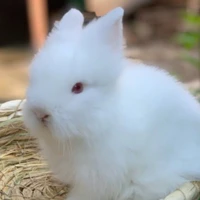 A-Lil