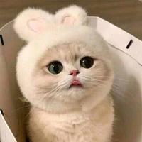 nhỏ t/g mỏ hổn