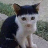 t/g