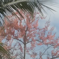 All(-ai cần trừ)