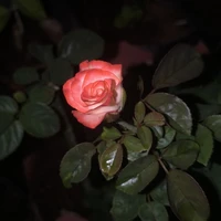 GY