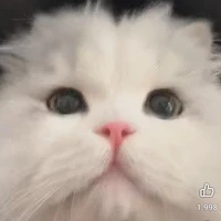 Tác giả nò