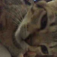 Ả mê bl (tác giả)