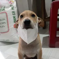 hoantudontcoi