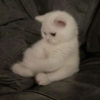 ha ha (nick game+nick mess)