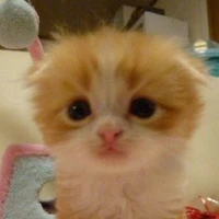 tác giả đẹp troaii