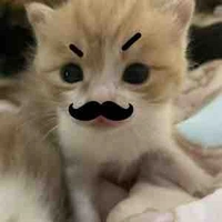 All bot (- ai thì -)