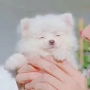 🦔ad h+++