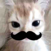 Đi date với mèo rồi 🐈