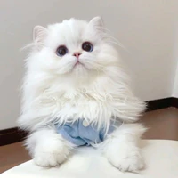 Bột