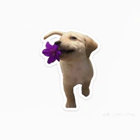T/G