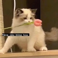 ᴀʟʟᴛᴏᴘ