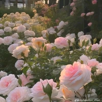 all trừ người cần 