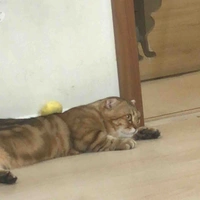 Tác giả