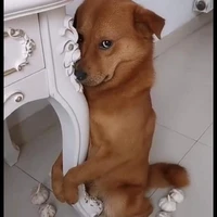 Pé chóa cuti