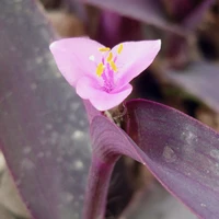 Tui là một bông hoa