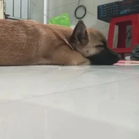 chú chó nhỏ🐶🖕