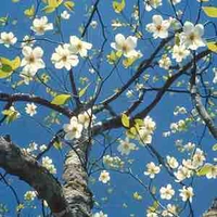 Quần chúng (nữ)