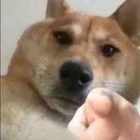 Y/N 