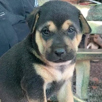 Phạm Thị Minh Lút (Lút)