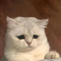 mèo kì dị