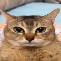 y/n