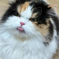 Mèo - Bon