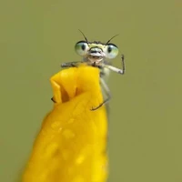 nhân vật phụ
