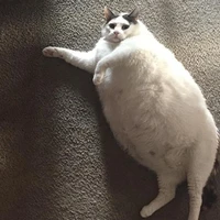 Meow