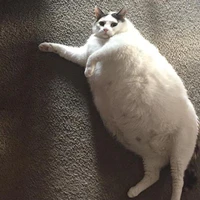 Meow