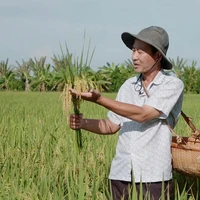 Nguyễn văn điền ( 5 điền )