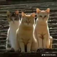 tác giả đệp trai