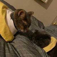 tùm lum nhân vật