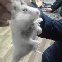 Tác giả đang tiêu cực...