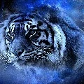 Tiểu Hổ-thần thú của nữ9