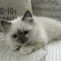 Hệ thống(Tiểu Đan)