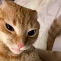 Hệ thống (mồn lèo)