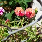 Nhân vật tổng hợp
