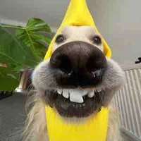 Tác Giả 🍌