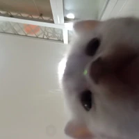 mũi bị khờ🙂