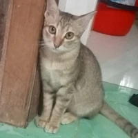 Dẫn truyện :)