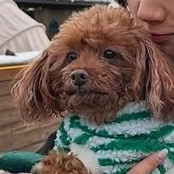 cún iu của Jaeyi